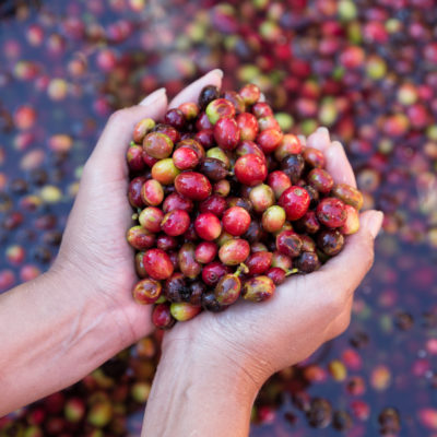 Organic red cherries coffee beans in hands of farmers, berry coffee beans.