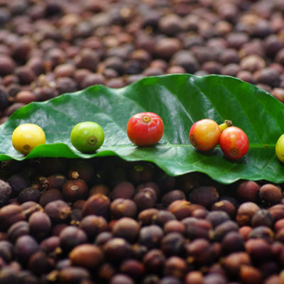 Fresh coffee beans with leaves